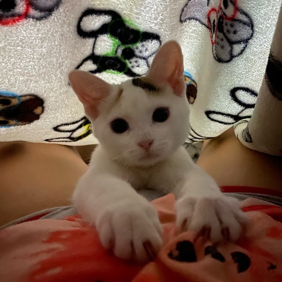 Meet Akari the Cresent Moon Calico😻🐾 - Picture 4 of 16